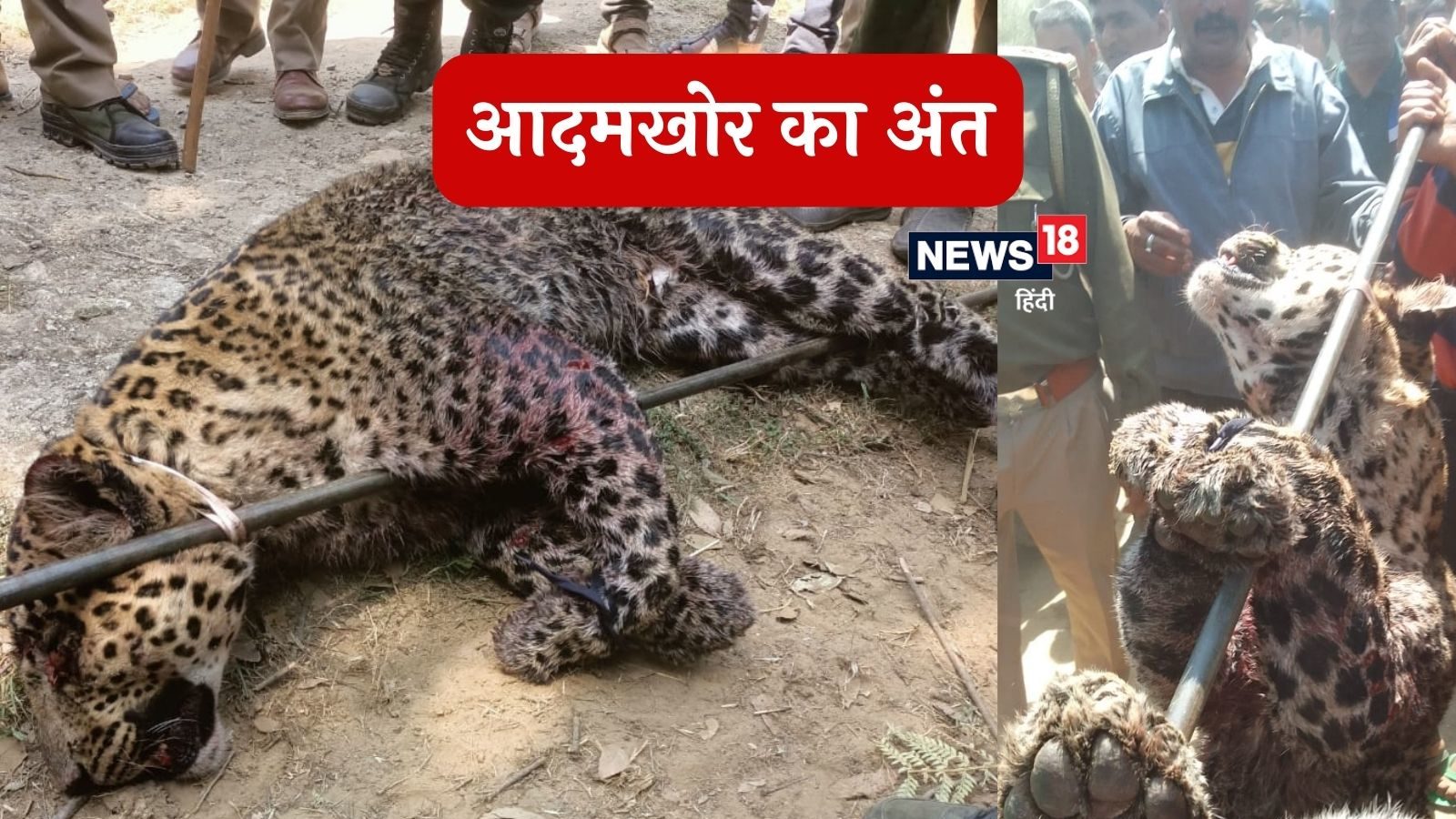 ऑपरेशन आदमखोर: टिहरी में शूटरों का निशाना बना गुलदार, पर उत्तरकाशी में दहशत अभी बरकरार