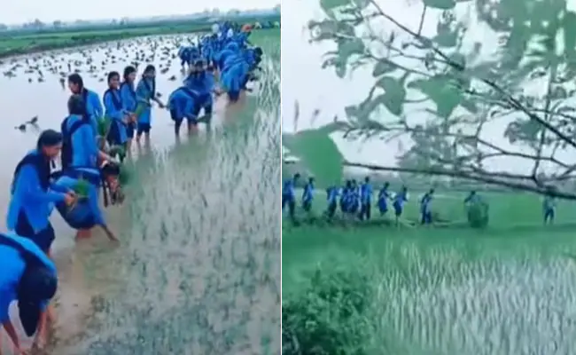 क्लास रूम में नहीं खेतों में ये छात्राएं पढ़ रही हैं एग्रीकल्चर का पाठ, VIDEO देख खुश हो जाएगा दिल