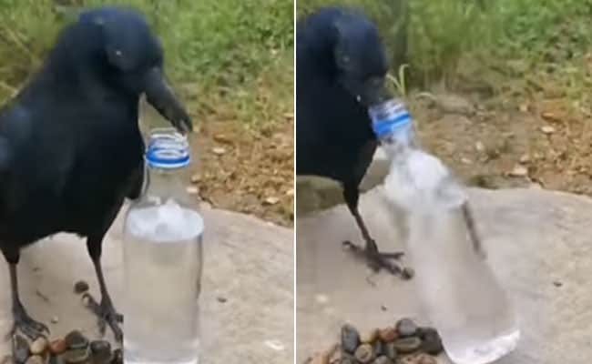 किस्से कहानियों में नहीं प्रैक्टिकल एक्सपीरियंस में यकीन रखता है यह स्मार्ट कौआ, देखें VIDEO