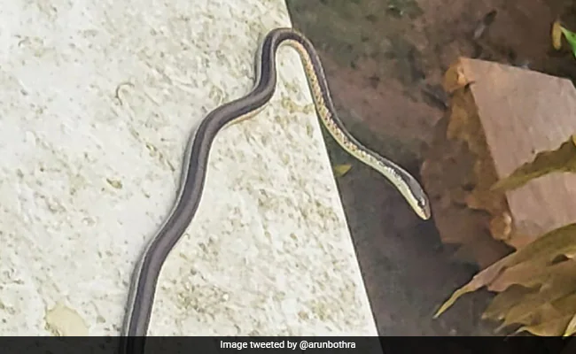 IPS ने शेयर की जिम में घुसते सांप की तस्वीर, कही ऐसी बात, कंट्रोल नहीं कर पाएंगे हंसी