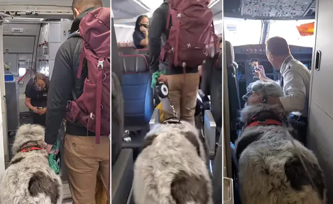 डॉगी के साथ सेल्फी लेने के चक्कर में फ्लाइट उड़ाना भूला पायलट, देखें Video