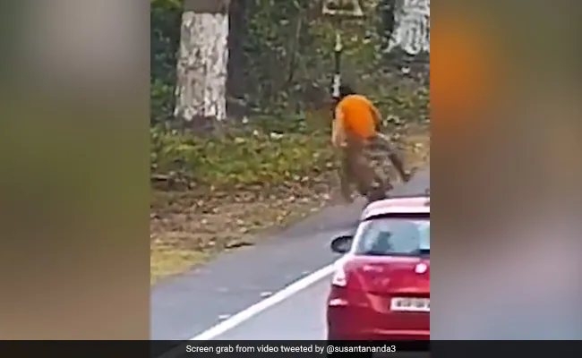 तेंदुए ने साइकिल से जा रहे शख्स पर अचानक किया हमला, पीछे से ऊपर कूदकर झपटा, पुराना Video वायरल