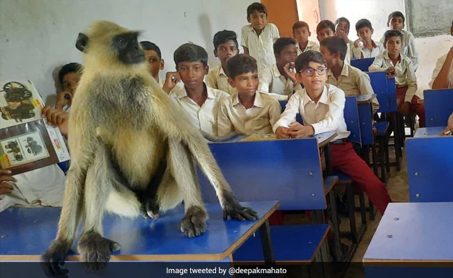 बच्चों के साथ क्लास में बैठकर पढ़ाई करता है ये बंदर, वायरल हुआ Video, लोग बोले- स्कूल का नया स्टूडेंट