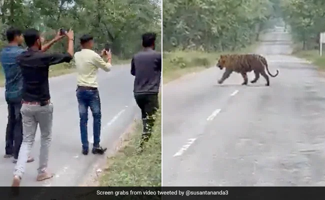 बाघ सड़क पार कर रहा था, लोग पास जाकर लेने लगे सेल्फी, फिर जो हुआ, नहीं होगा यकीन