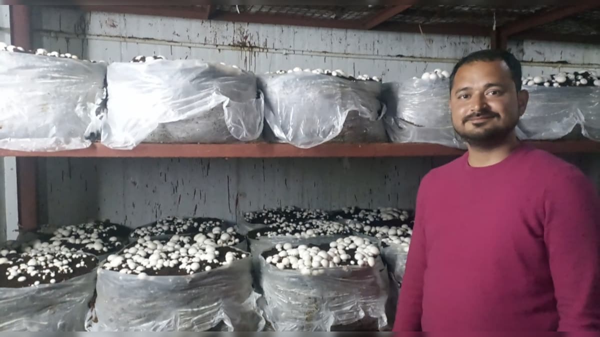 Haldwani: दिल की बात सुन युवा ने शुरू की मशरूम खेती, अब दूसरे राज्य से भी आती है डिमांड
