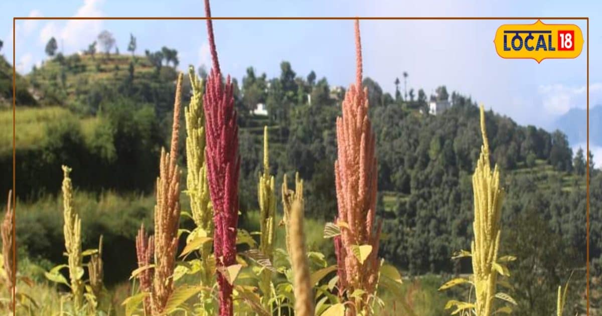 पहाड़ के मोटे अनाजों को खरीदेगी एसएसबी, सीमांत के किसानों को मिलेगी मदद