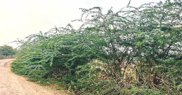 जियाहेड़ी-डोबरली सड़क मार्ग पर मंडरा रहा हादसों का खतरा