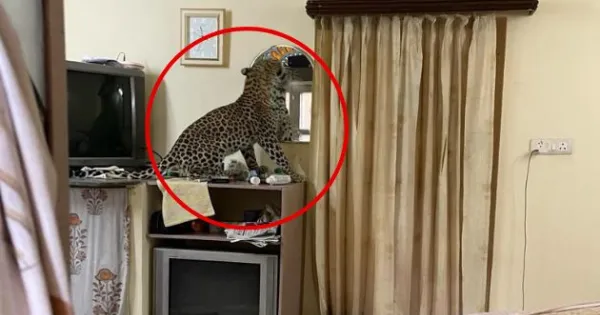 जयपुर के होटल में घुसा तेंदुआ, जान बचाने के लिए भागे लोग