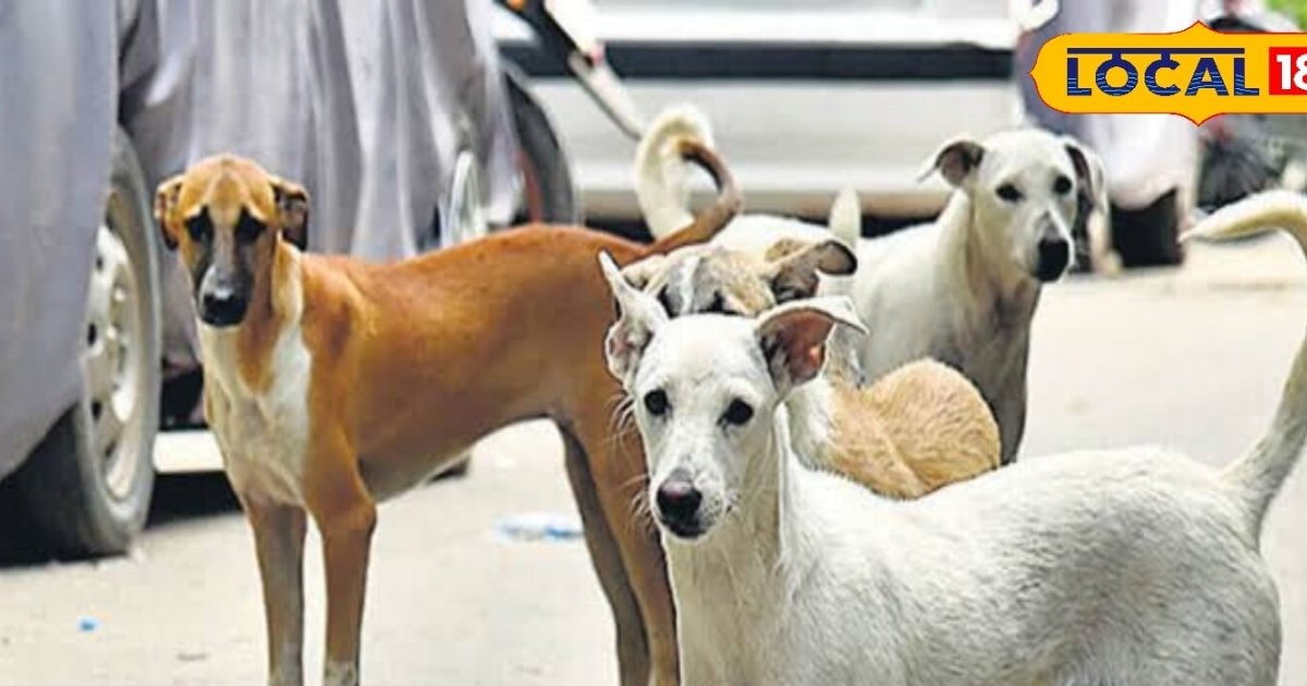 गली के आवार कुत्तों को पाल रहे मां-बेटे, जानें वजह