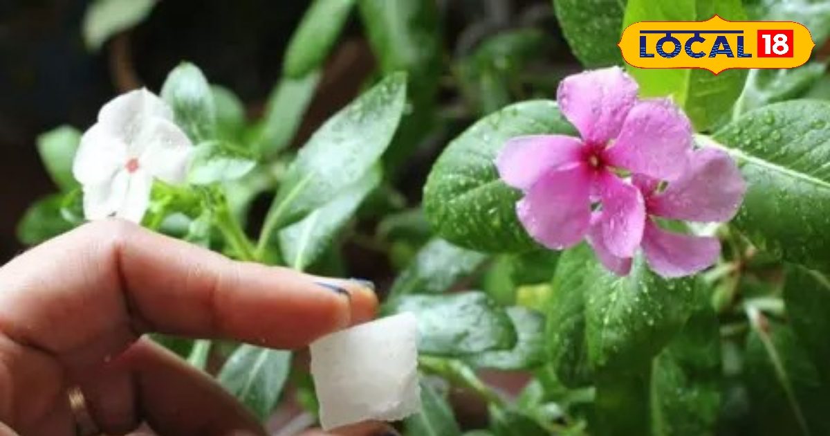 एसएससी सीजीएल टियर-2 आंसर-की जारी, ऑब्जेक्शन के लिए देनी होगी इतनी फीस