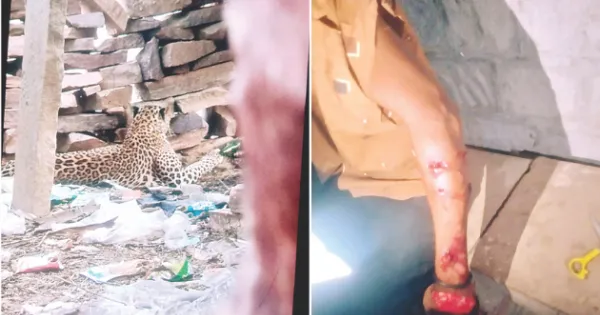 गांव में घुसा पैंथर : चार से पांच ग्रामीण घायल, वन विभाग की उड़नदस्ता टीम जोधपुर से रवाना