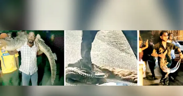 रील के लिए मगरमच्छ से बैर ले रहे युवा, सोशल मीडिया पर वायरल होने की सनक में वन्यजीव संरक्षण कानून का कर रहे खुला उल्लंघन